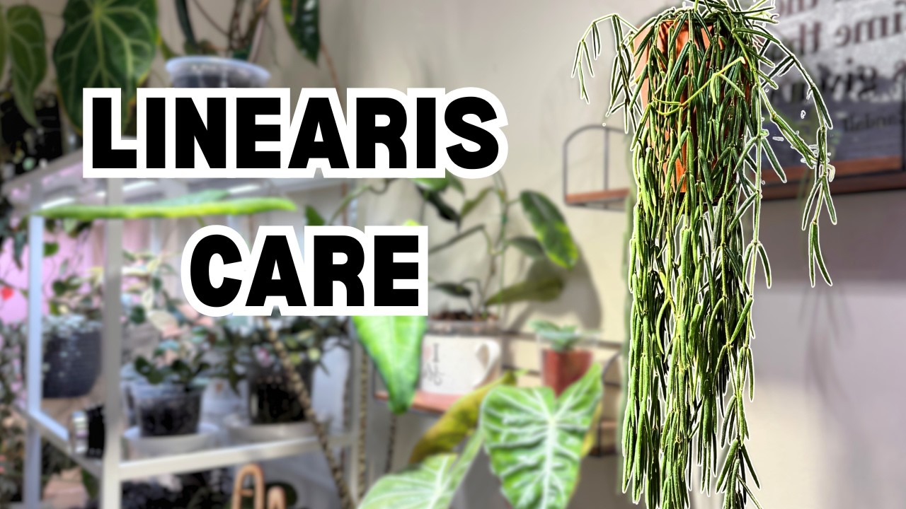 Hoya Linearis Isn't Finicky - Here's My Routine