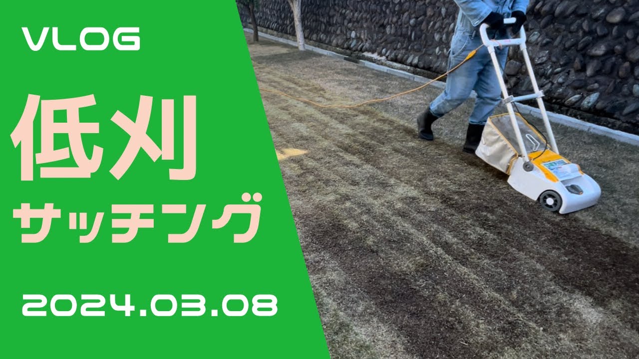 芝生の低刈りサッチング。春の更新作業。芝生VLOG