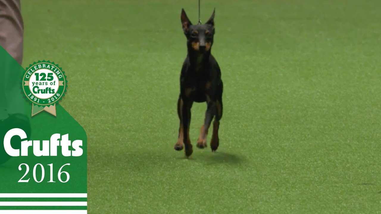 Pekingese wins the Toy Group Judging | Crufts 2016