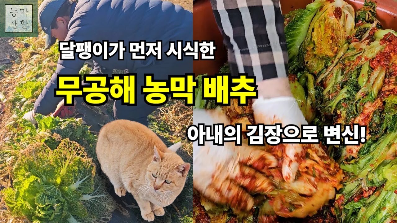 [EP.25]달팽이가 먼저 맛본 무공해 배추, 아내의 손맛으로 김치 되는 날