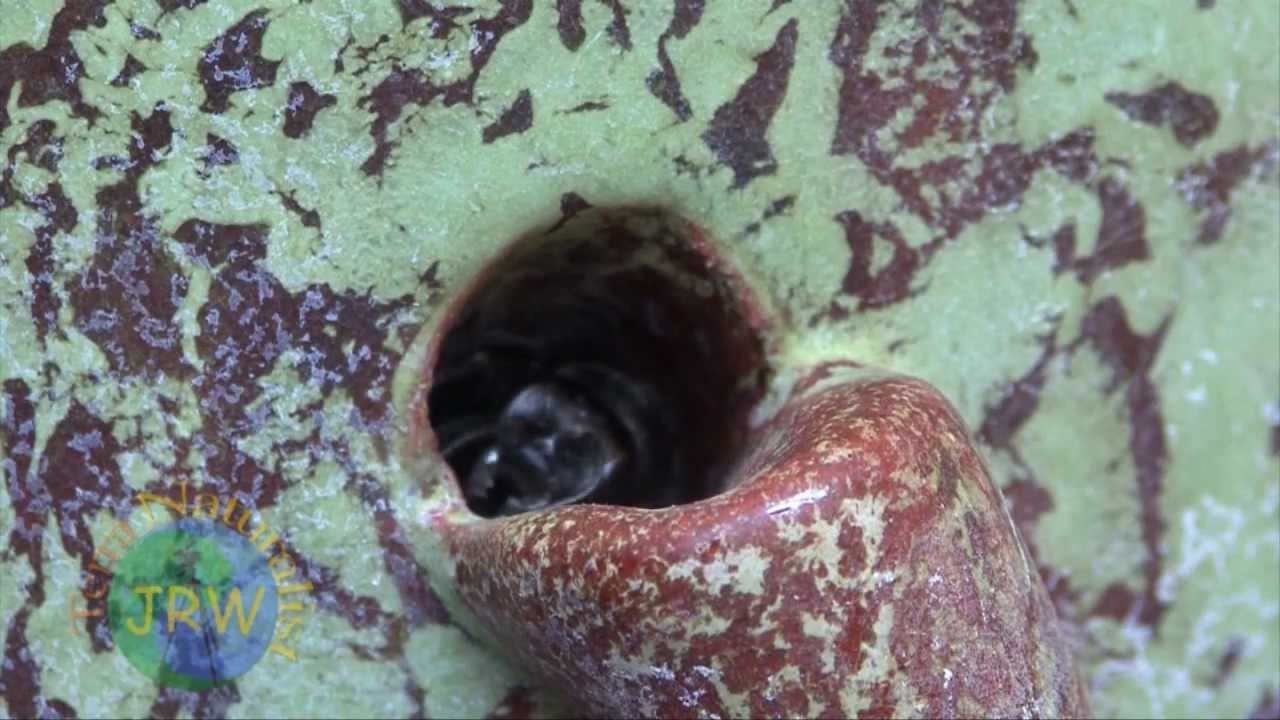 Leaf-cutting bee at work