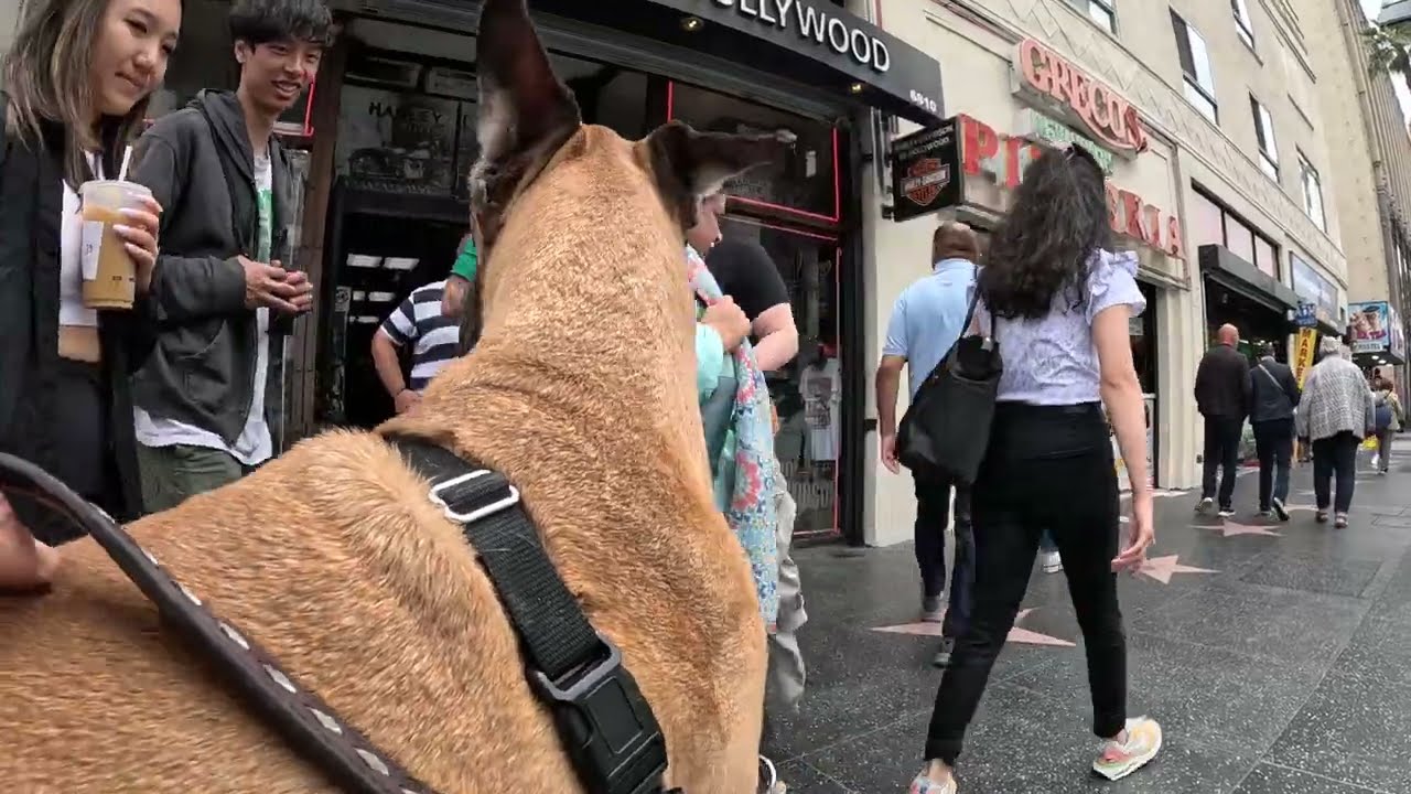 Cash 2.0 Great Dane on Hollywood Blvd in Hollywood, California 1