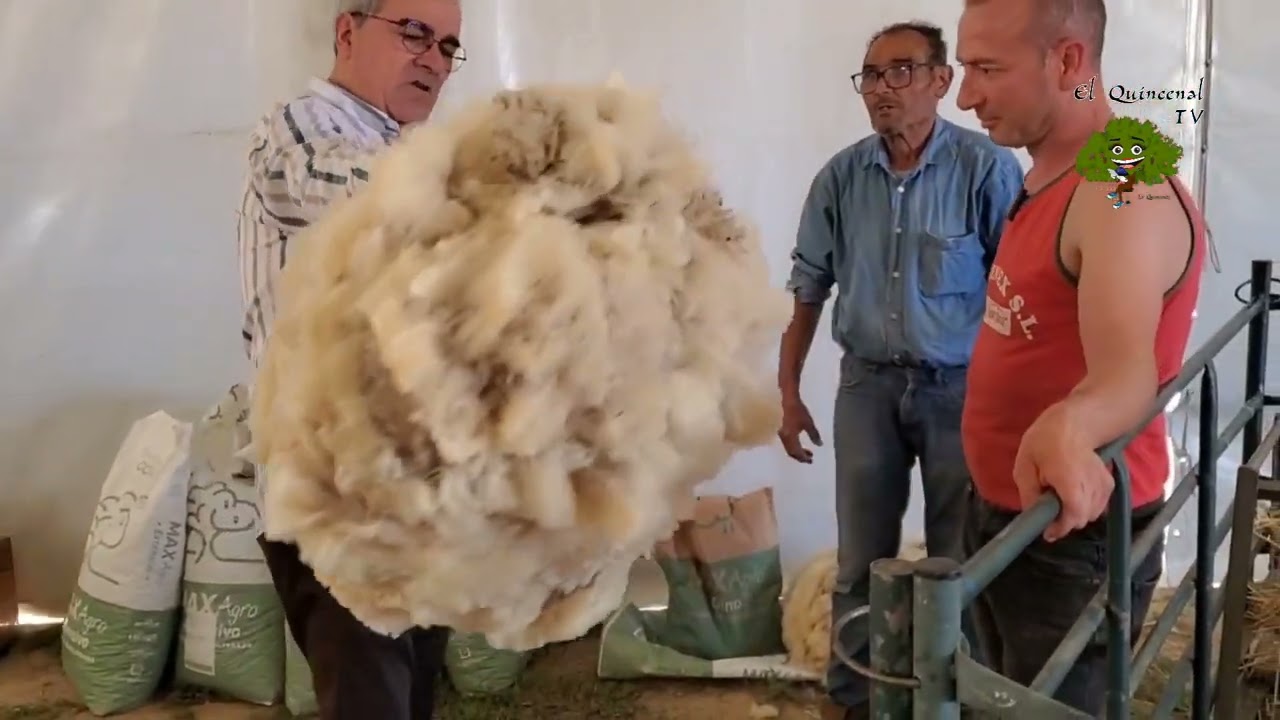 Exhibición de esquileo de ovejas en la Feria del Pastoreo en Villaralto