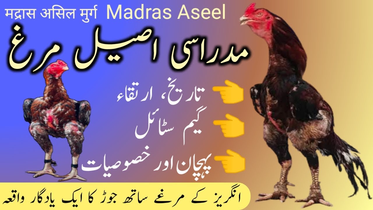 Madrasi Aseel Ke Pehchan n History Master Aseels मद्रास असिल