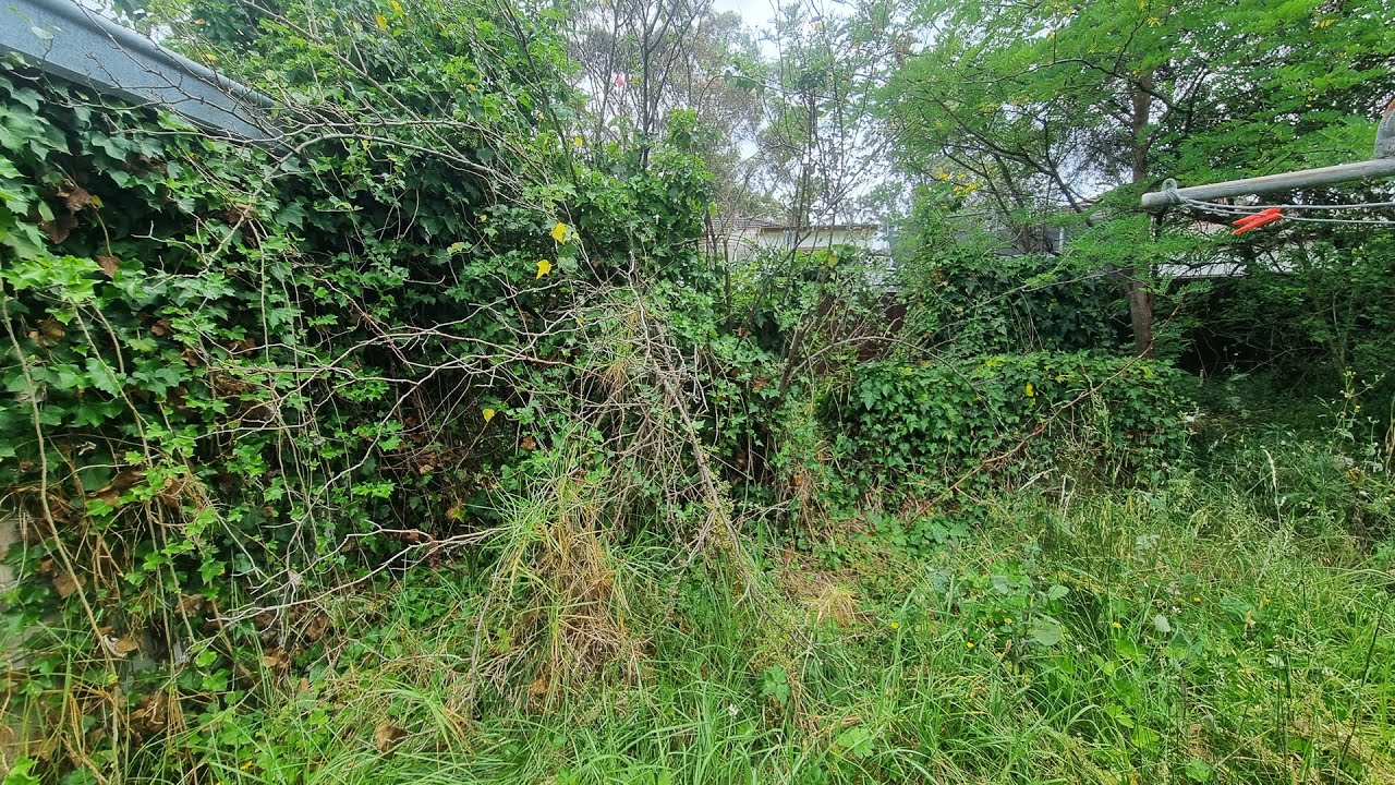 Neighbours Were SICK of LOOKING at the BIGGEST Overgrown JUNGLE in the CITY