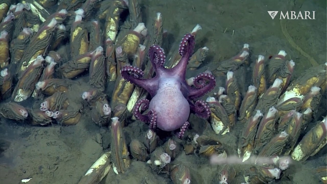 Deep relaxation: Chill out with these deep-sea octopuses