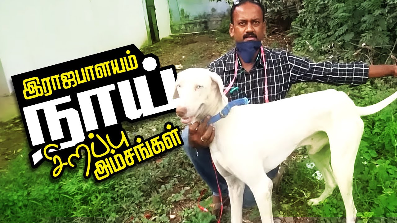 ராஜபாளையம் நாய் வளர்ப்பு பண்ணை | Rajapalayam Dog Farm at Rajapalayam | Dog Buying Guide