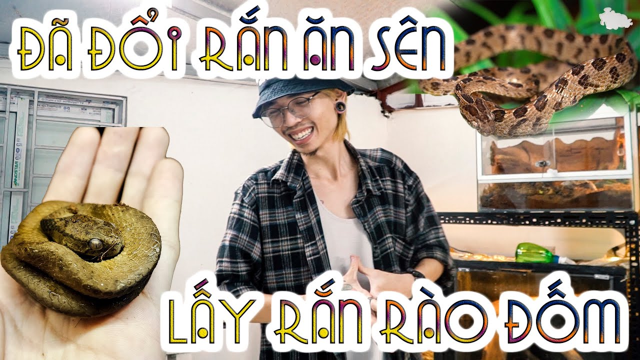 Đổi rắn ăn sên lấy rắn rào đốm - Trade slug eating snake to large spotted cat snake | WILDVN TV