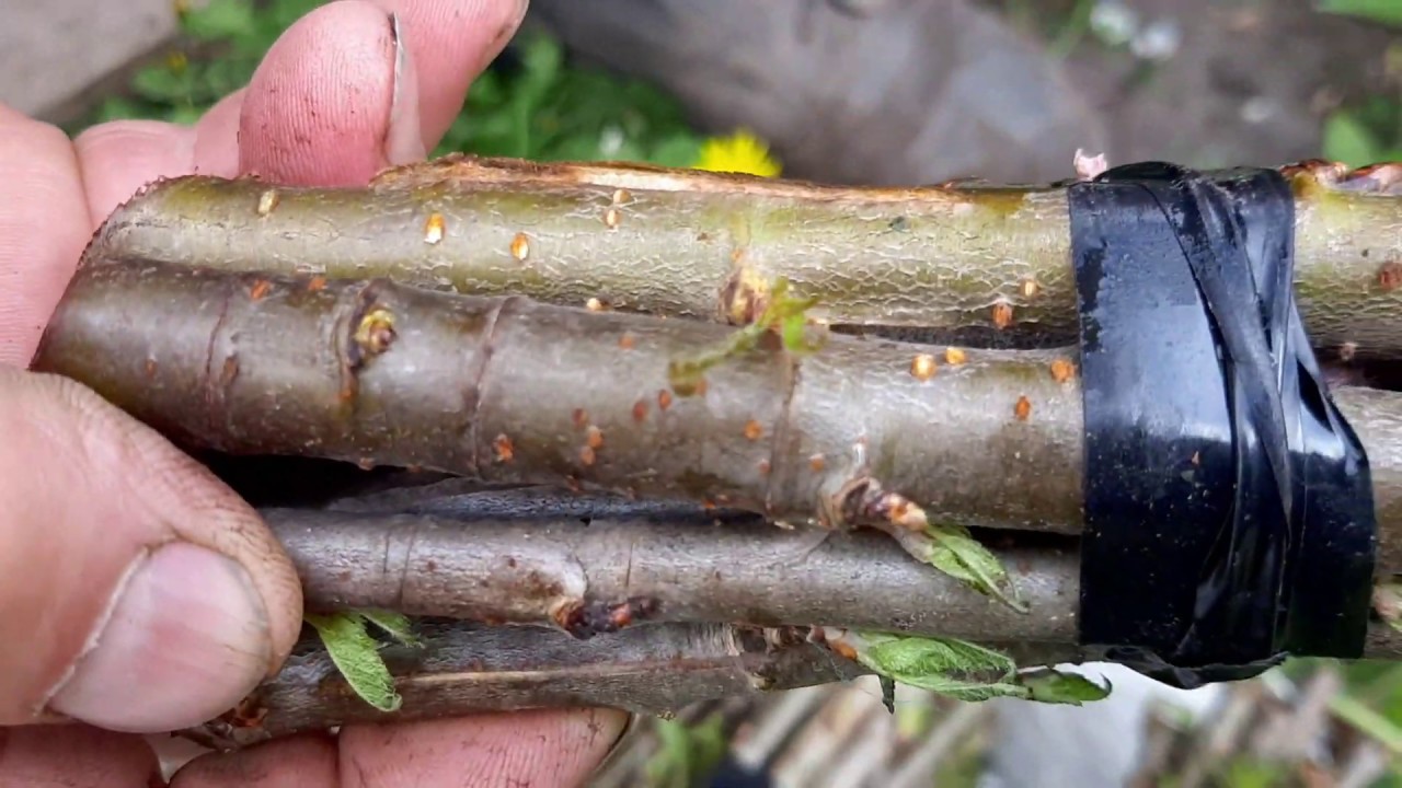 Вегетативный подвой колт