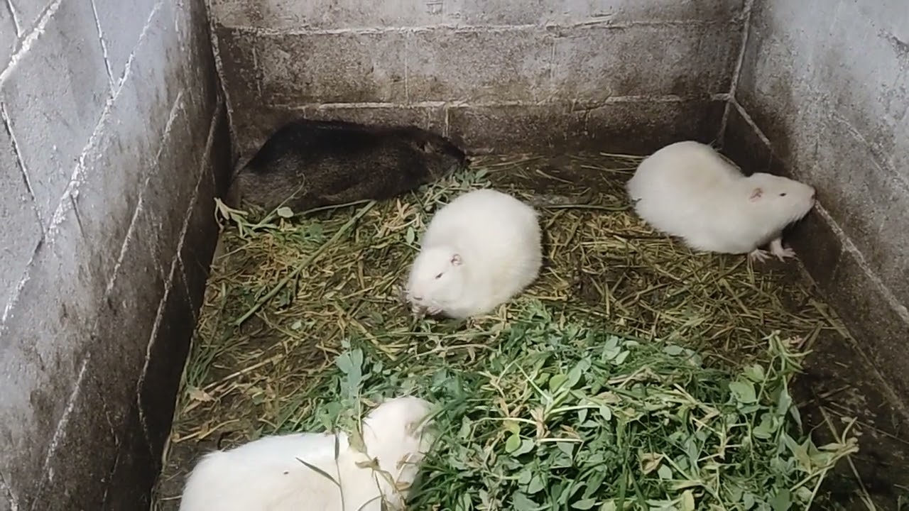 Самые лучшие растения для нутрий!