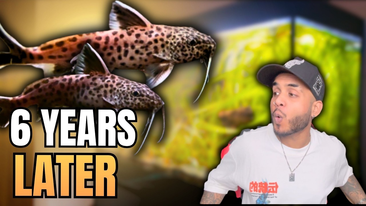 Я держал эту рыбу 6 лет... Стоило ли оно того? (Synodontis Petricola)