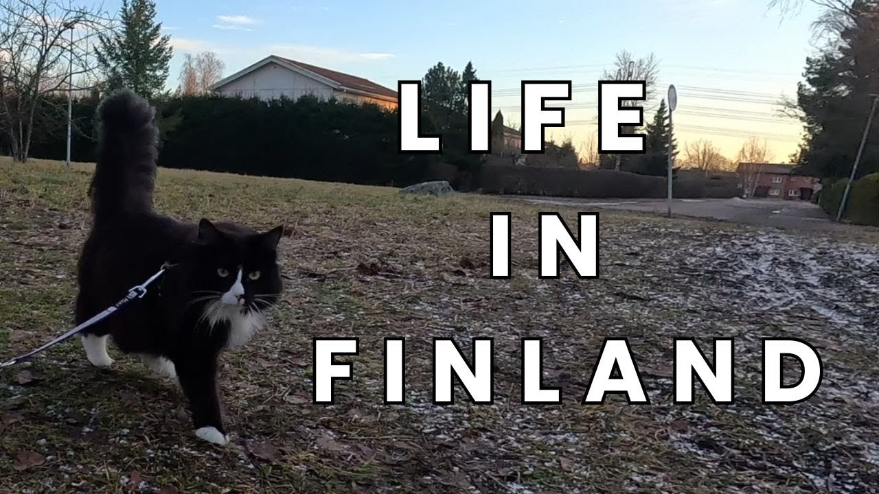 Life in Finland | kitty walks | groceries | cooking | Kuusisto castle ruins