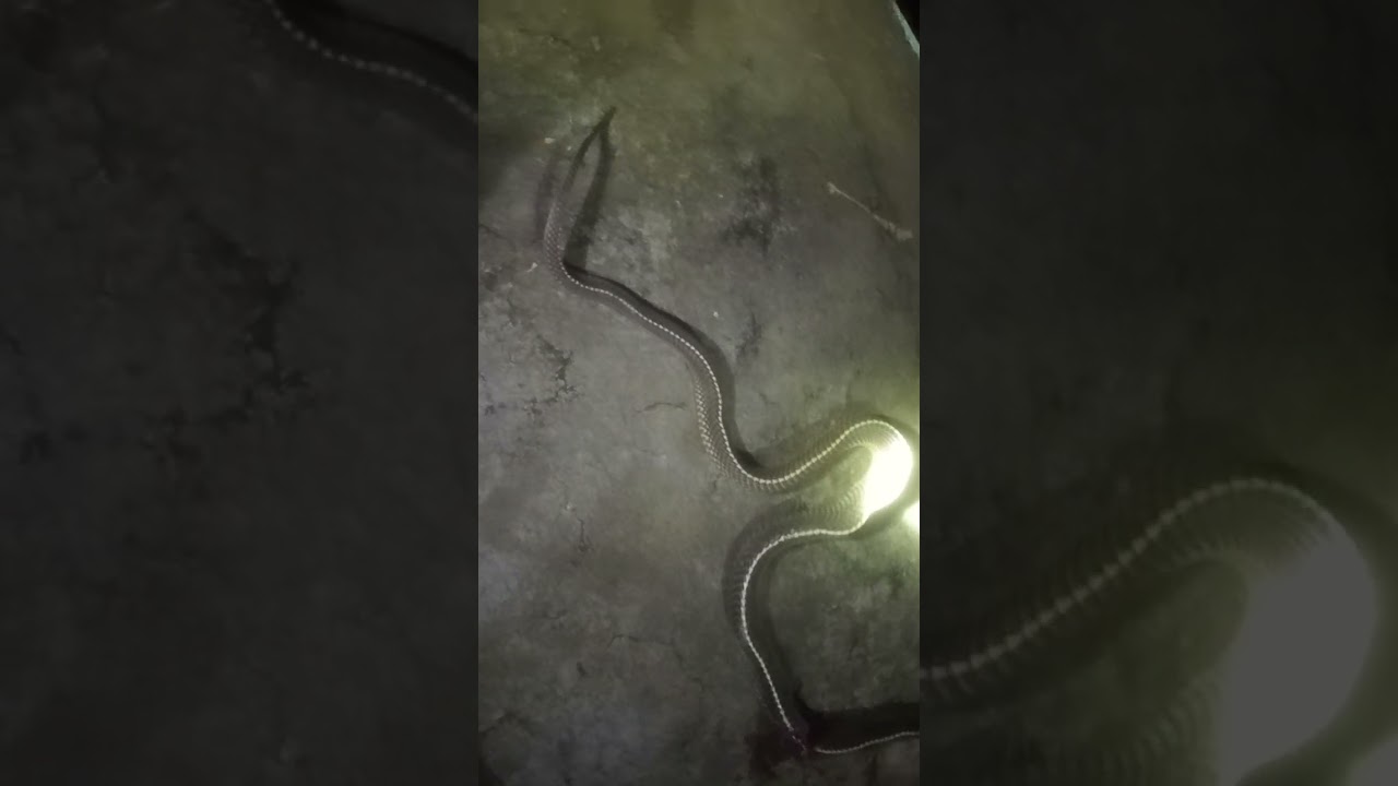 a cobra serpente mais assustadora que já desafiei e matei. você não vai acreditar veja até o fim