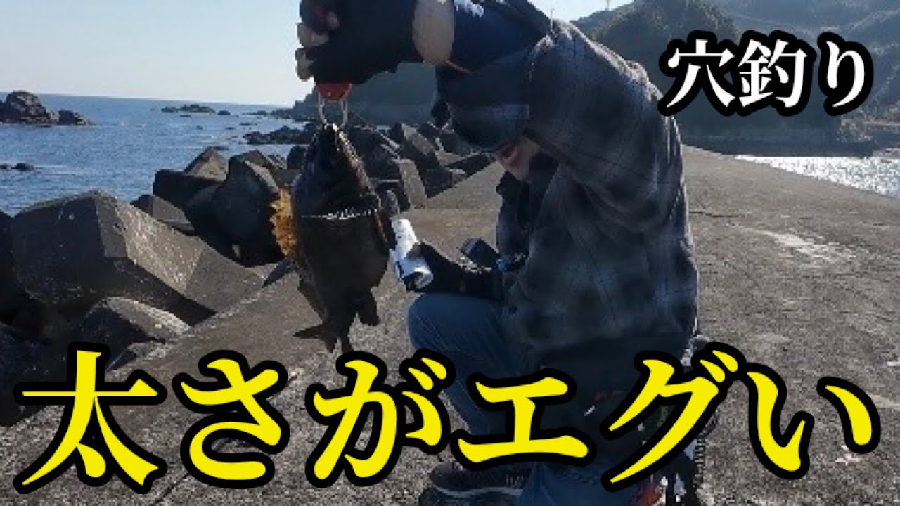 【穴釣り】　見た目の迫力が段違いだった黒ソイ