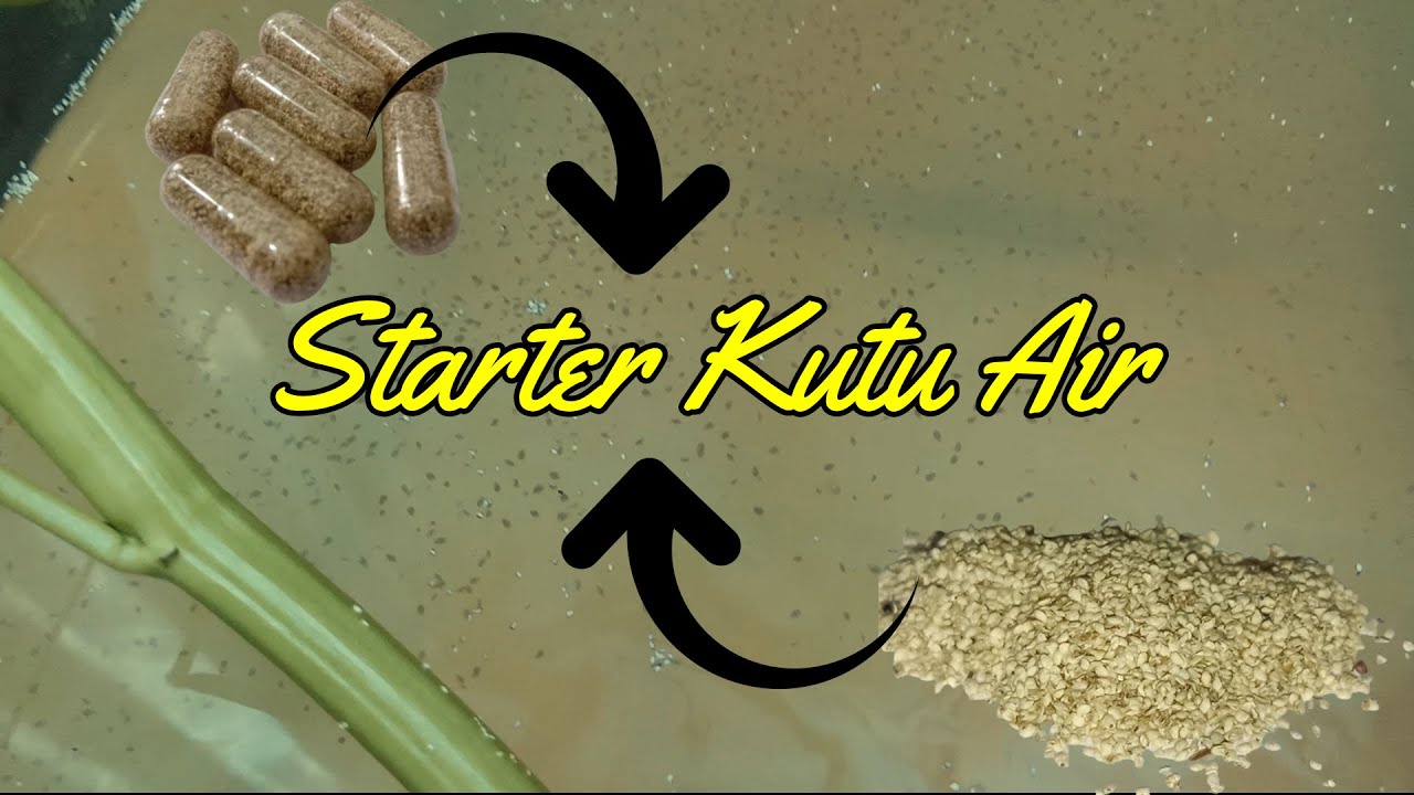 Susah Cari Starter Kutu Air? Tetaskan saja dari Telurnya!!!
