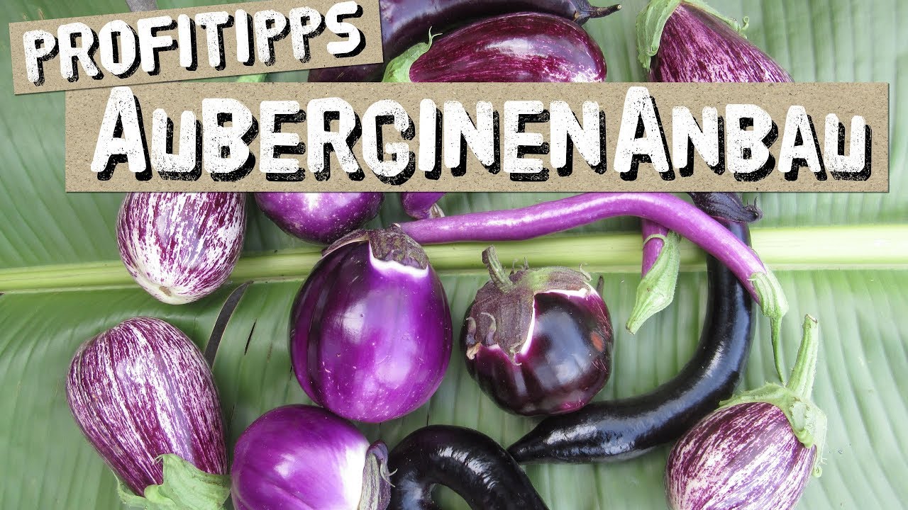 Auberginen anbauen - Tipps vom Profi