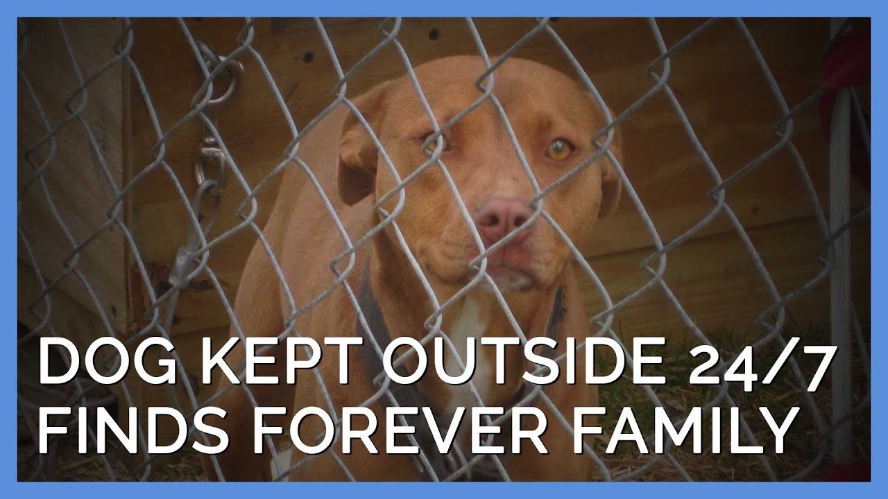 Dog Kept Outdoors 24/7 Finds Her Forever Family After PETA Steps In