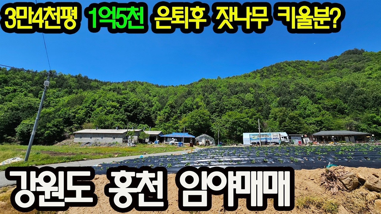 은퇴고민 되죠 20년전 가격에서 다시 반값으로 내려 팝니다 강원도 홍천군 임야매매 약4만평 1억5천 임야매매 잣나무 임업가능