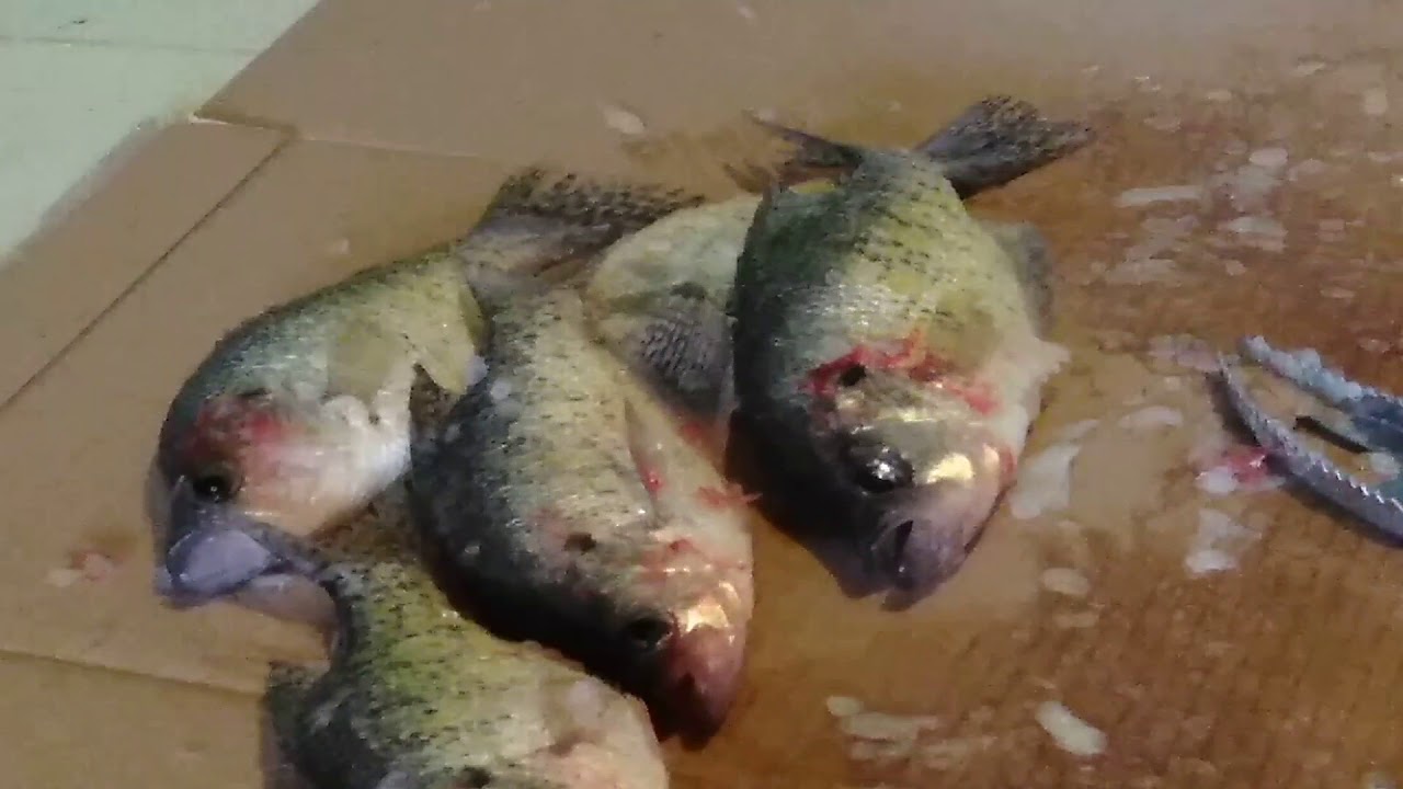 Scaling crappie  and cleaning them.