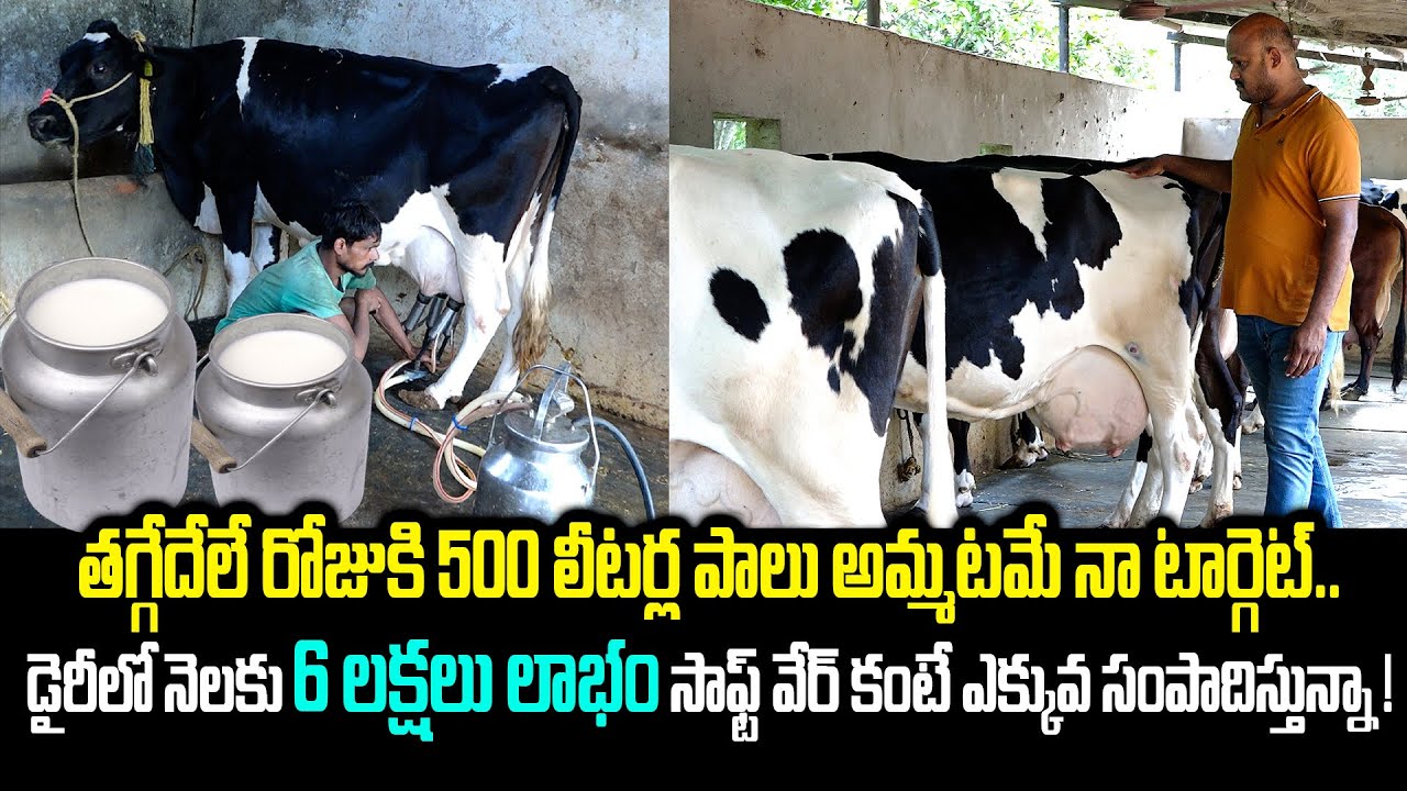 PG చదివి డైరీ ఫామ్ పెట్టా.. రోజుకి 500 లీటర్ల పాలు అమ్ముతున్న ! | Cow Dairy Farm | Kiran TV Rythu