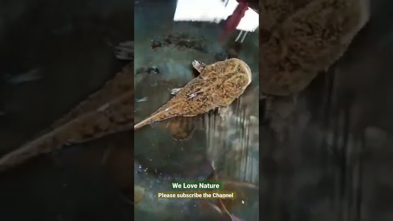 Cuttlefish | Wheeled fish
