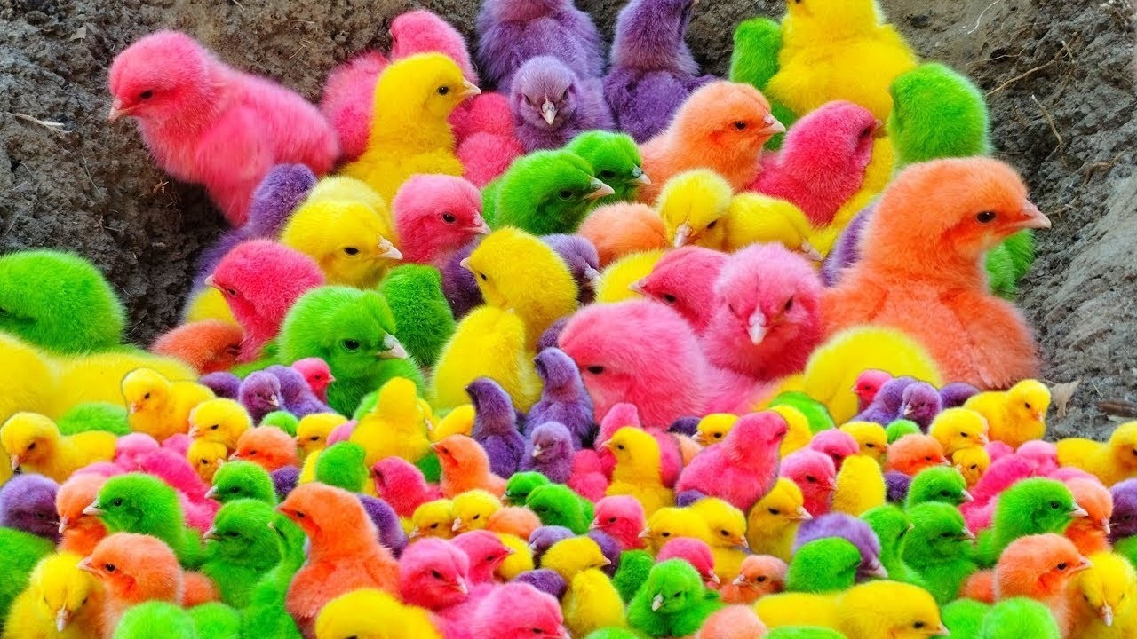 Tangkap Ayam Lucu, ayam warna warni, ayam rainbow, kelinci lucu, bebek lucu, ikan koi, Hewan Lucu