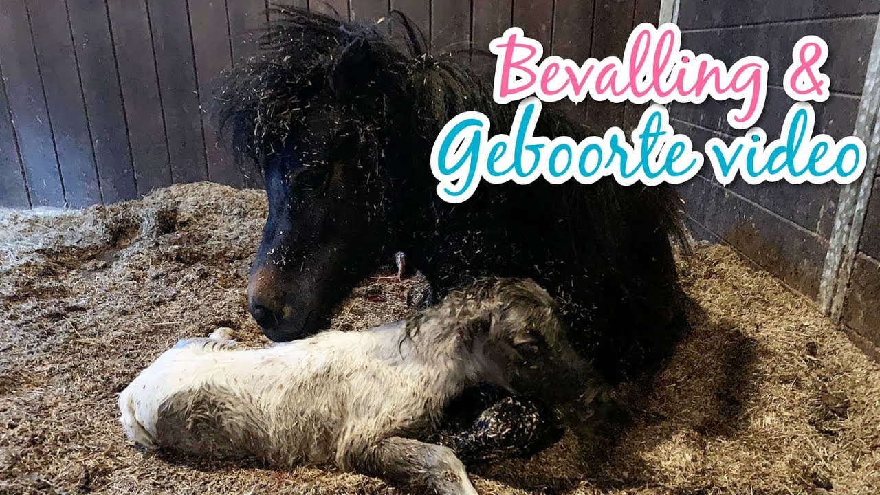 De BEVALLING van SHETLANDER merrie DONNA! || Lavitana