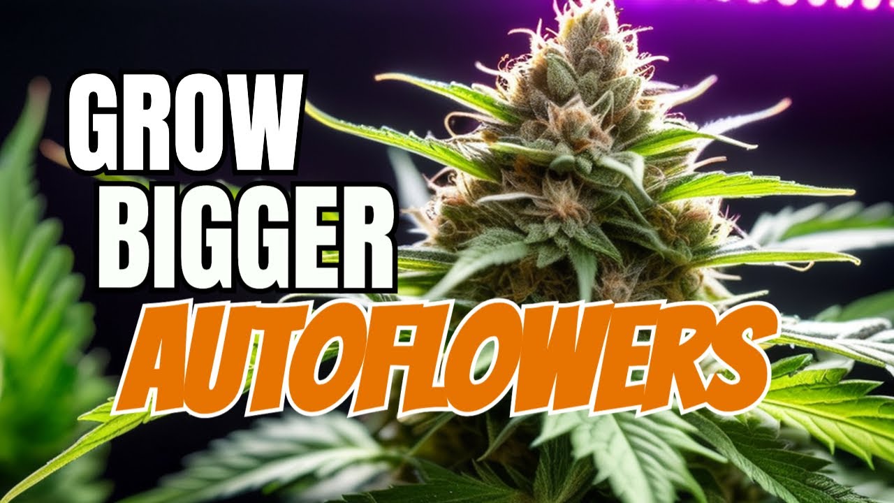 Unlock Your Autoflower's Beast Mode with the  of Low Stress Training