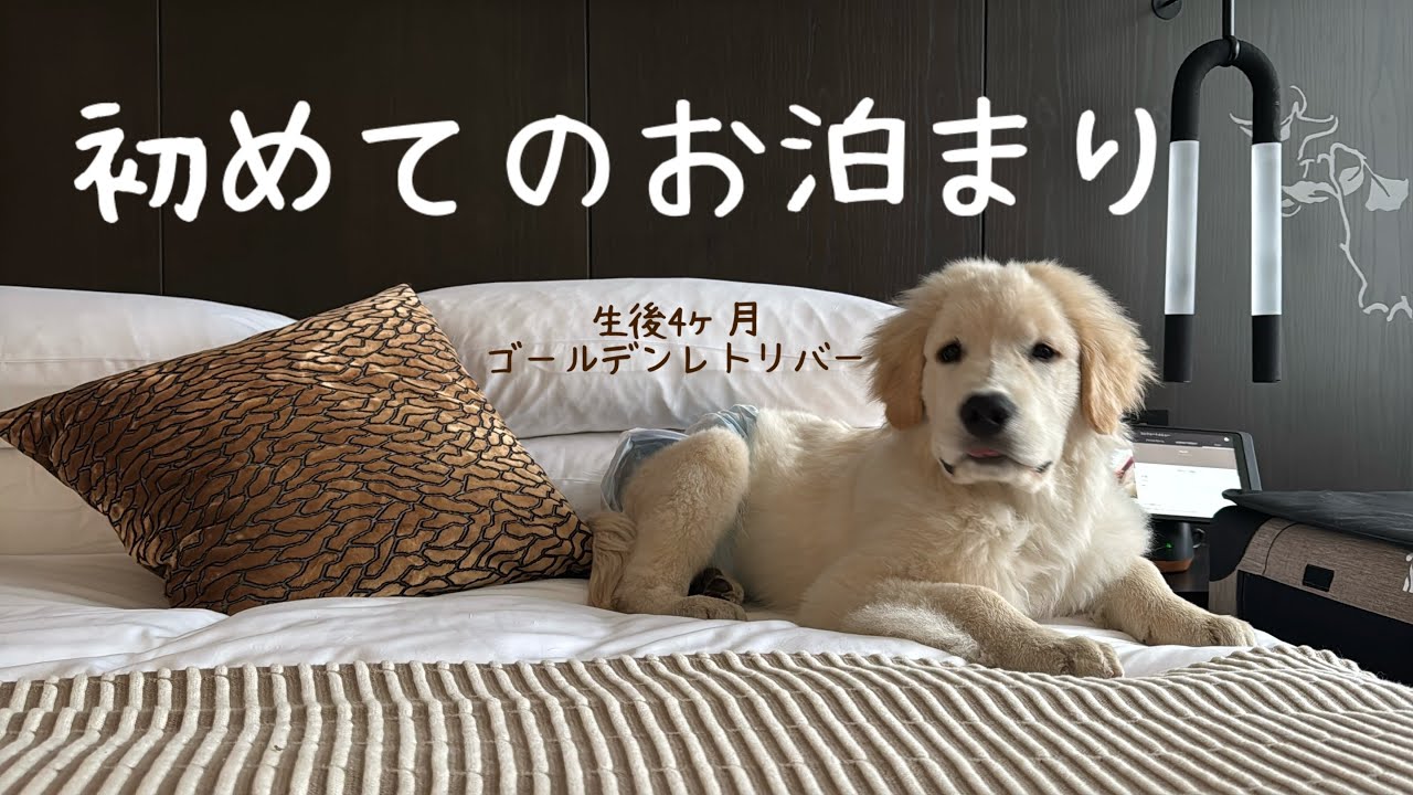 【生後４ヶ月ゴールデンレトリバー】初めてのお泊まり！キンプトンホテルに泊まったよ！
