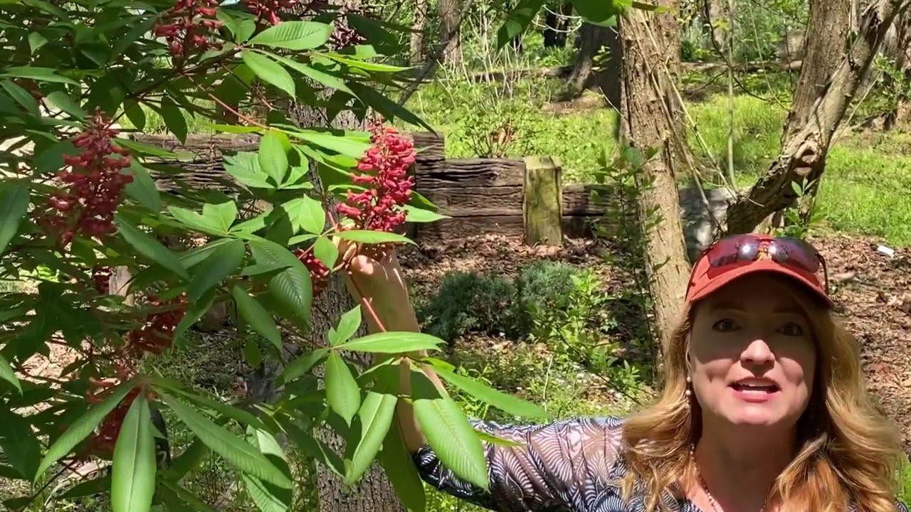 Take a Walk with Tavia #14 - Red Buckeye