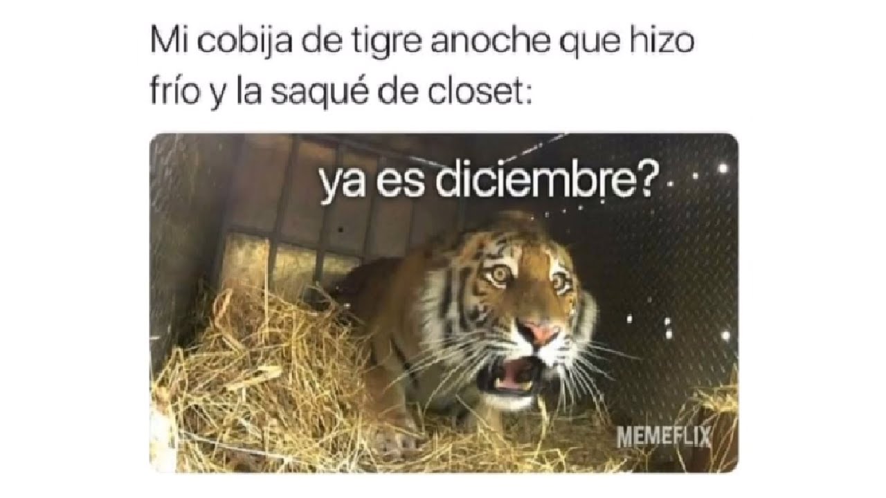 Memes basura #4 (resumen del directo c&oacute;smico)