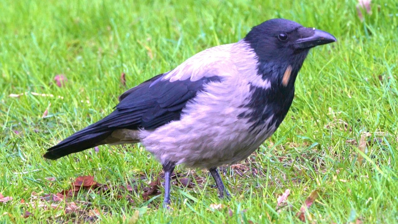 Just Hooded Crow(s) Eating Some Oats [4K]