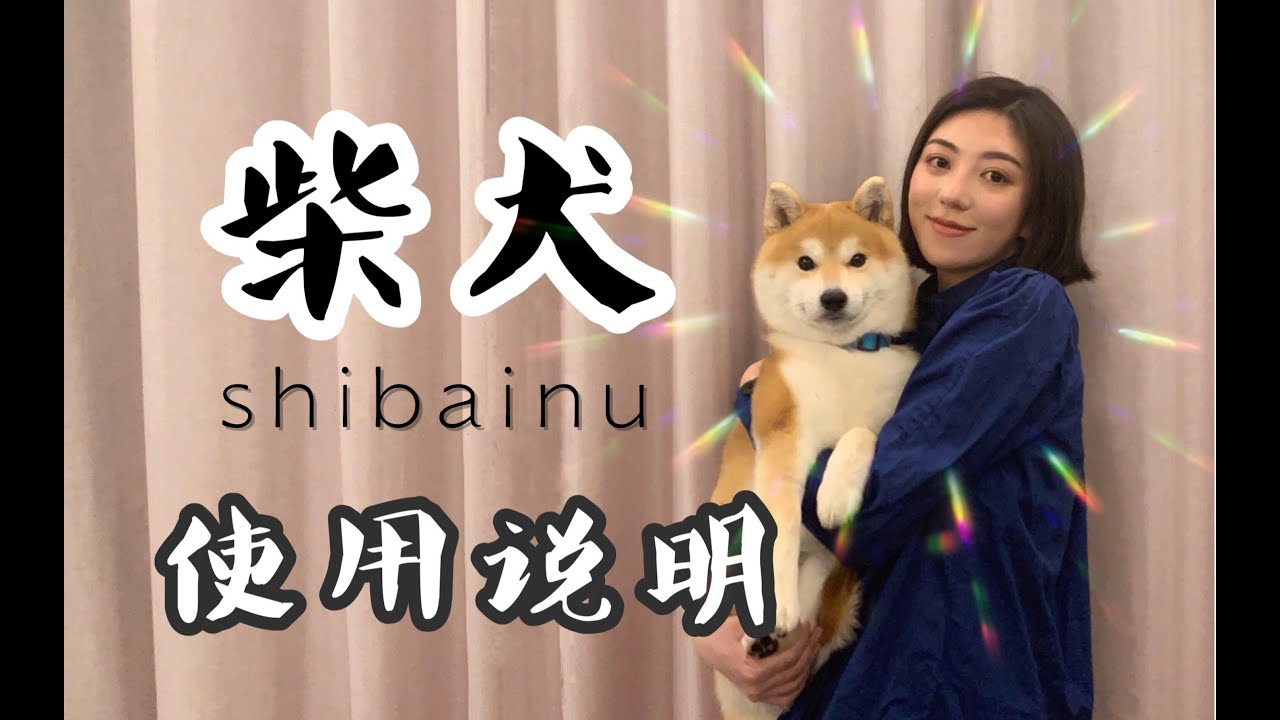 听说你也想养柴犬？——《 购买饲养柴犬指南 》