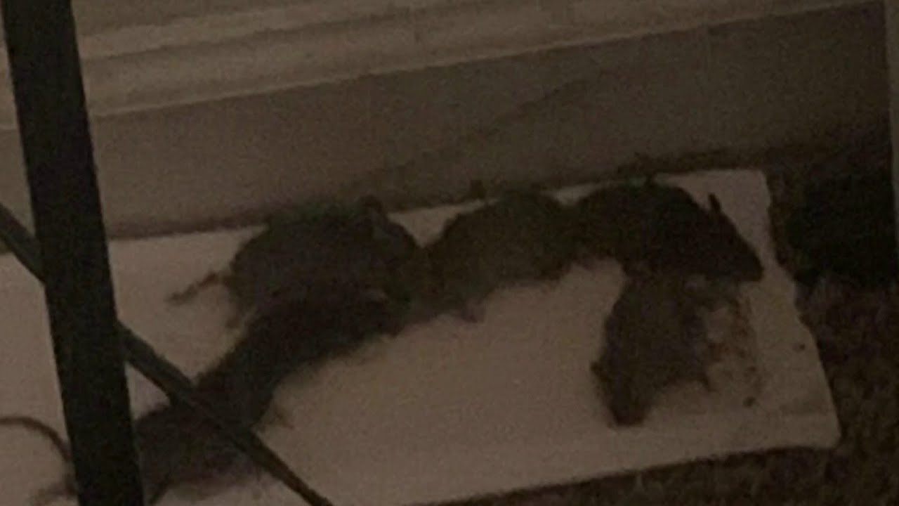 Houston Health Department sends inspectors to apartments left in horrible living conditions