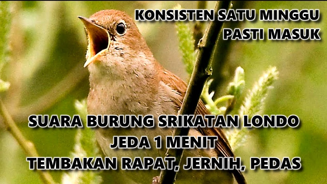 SRIKATAN LONDO MASTERAN, GACOR SPEED RAPAT ADA JEDA SATU MENIT