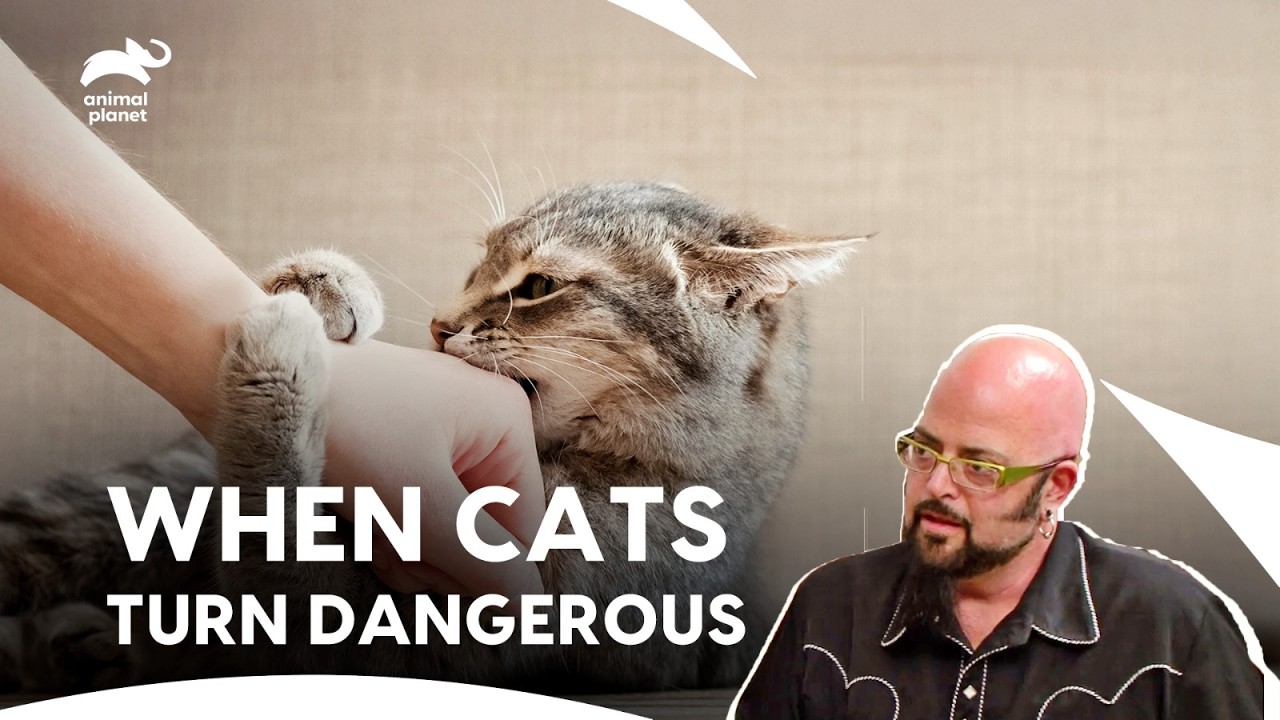 Violent Cats, Broken Homes: Jackson’s Toughest Cases | My Cat From Hell S1 E1,2,3 | Animal Planet
