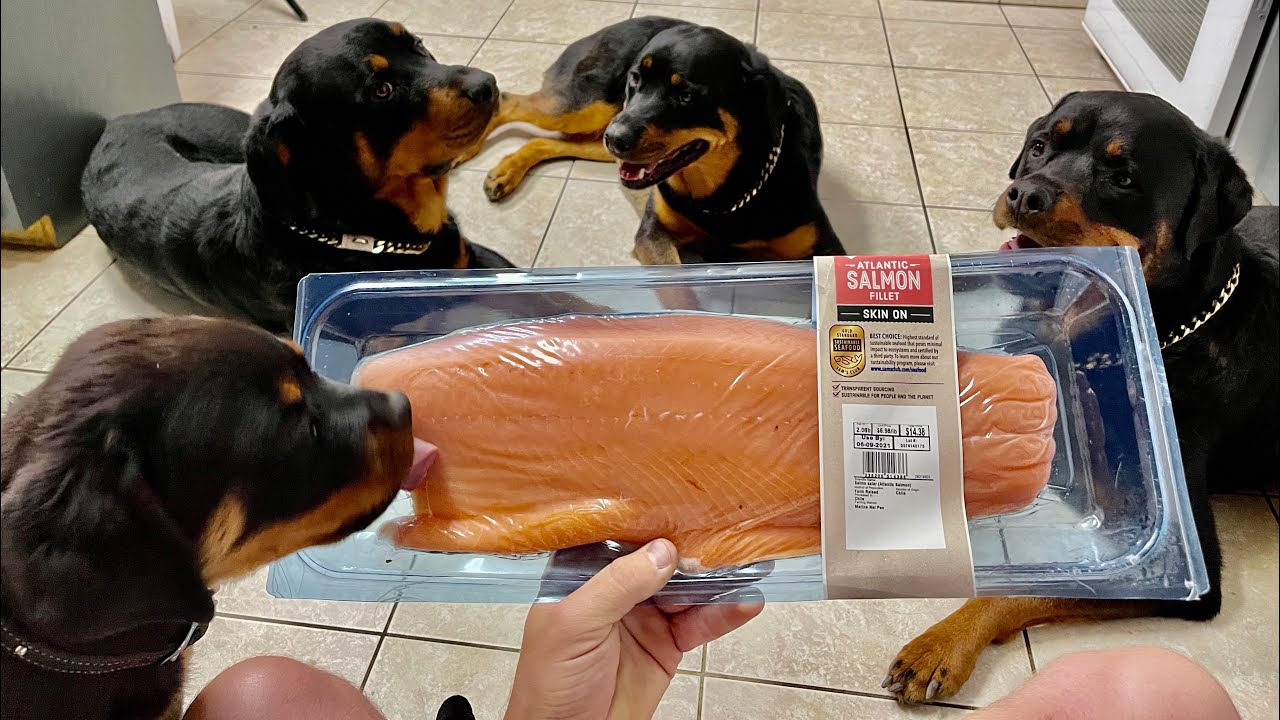 Rottweilers Eat Raw Fish!
