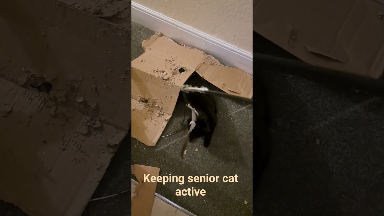 Keeping senior cat active