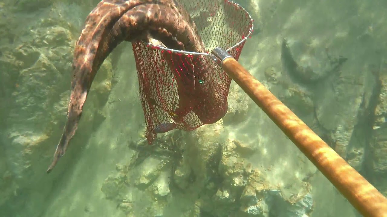 オオサンショウウオの緊急保護