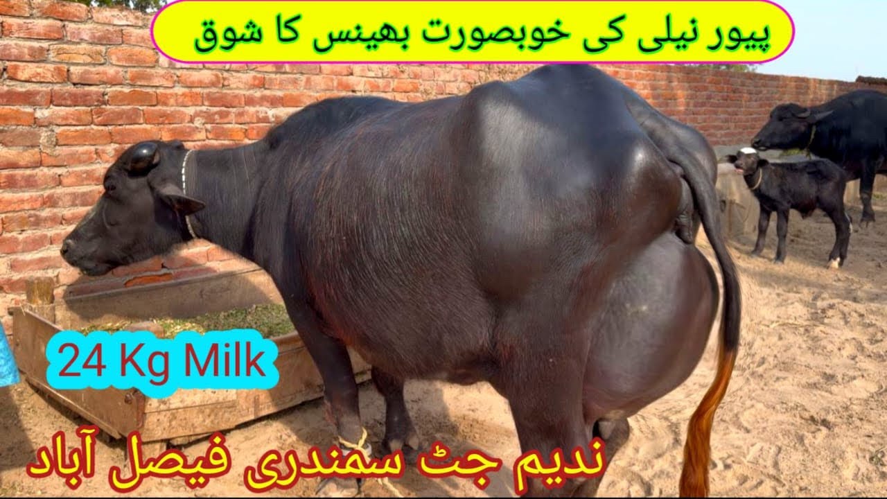 Pure Nili Ravi Buffaloes [ ch. Nadeem Jutt Faisalabad ] Buffalo Farming in Punjab Pakistan&hellip;.