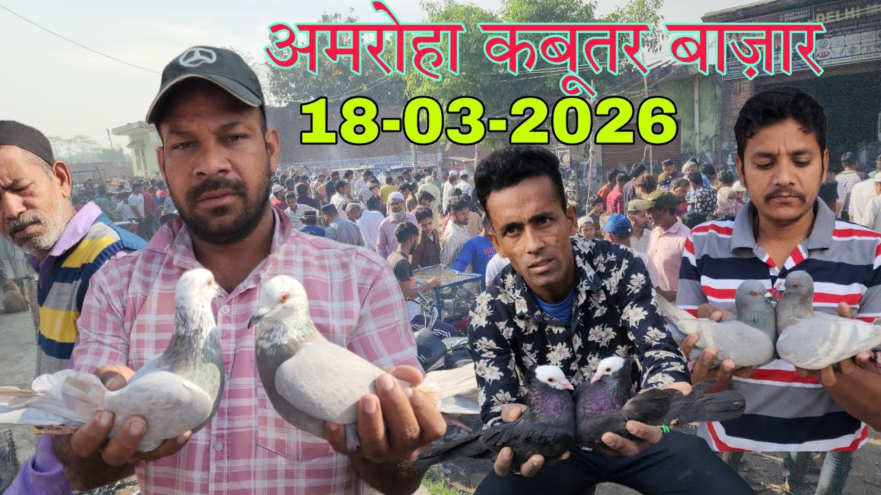 Amroha kabootar market 🕊️ 18-03-2026. अमरोहा कबूतर बाज़ार। Gola kabootar market.