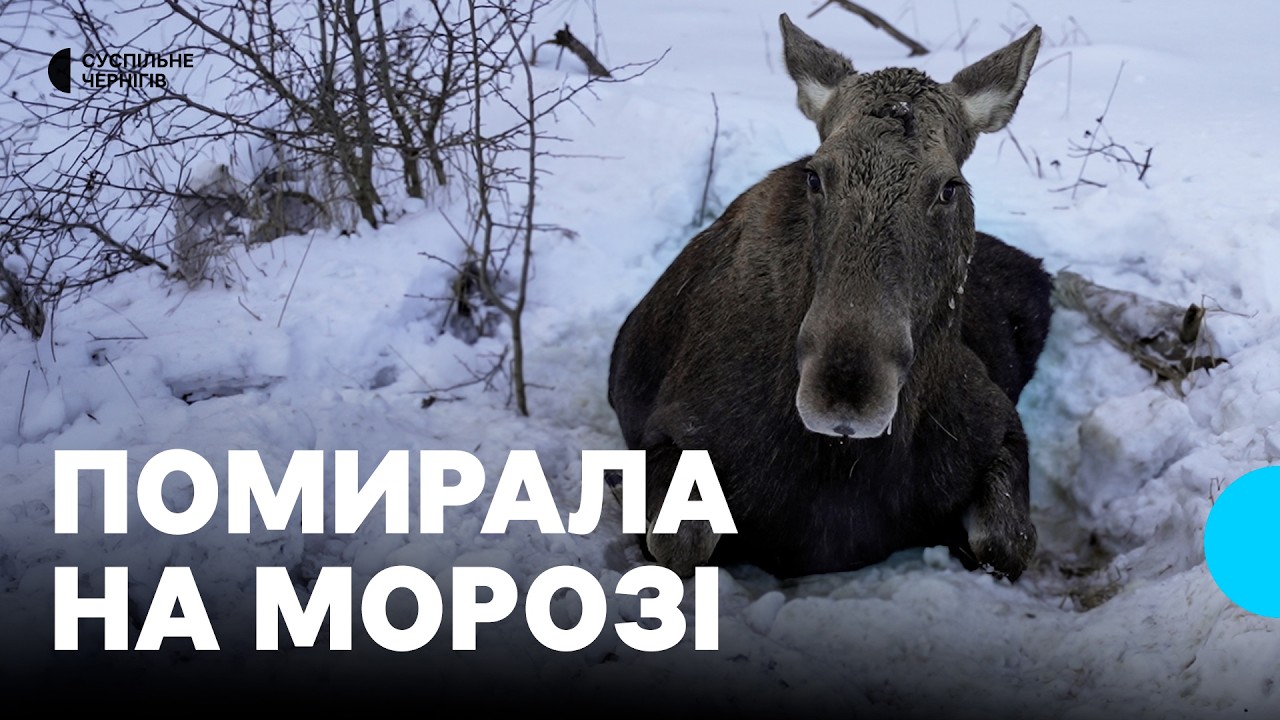 Добу травмована пролежала на морозі та вмерла: чому на Чернігівщині не вдалося врятувати лосиху