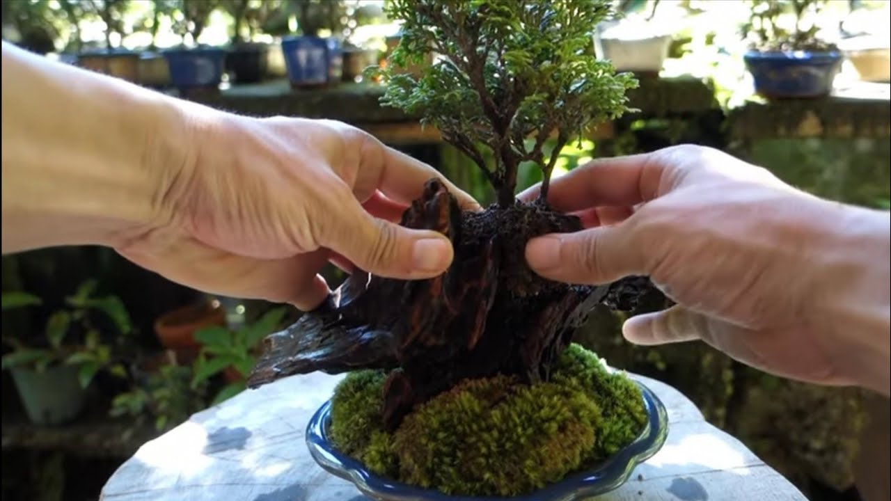 Bonsai diary  ♯121「How to a make Bonsai art」Japanese cypress　素材(津山ヒノキ)