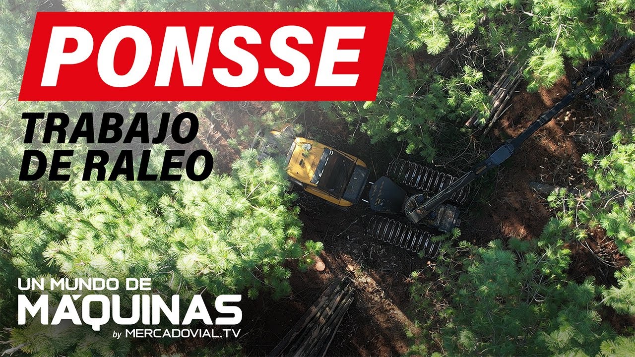 Raleo forestal en el sur de Chile con Harvester Ponsse