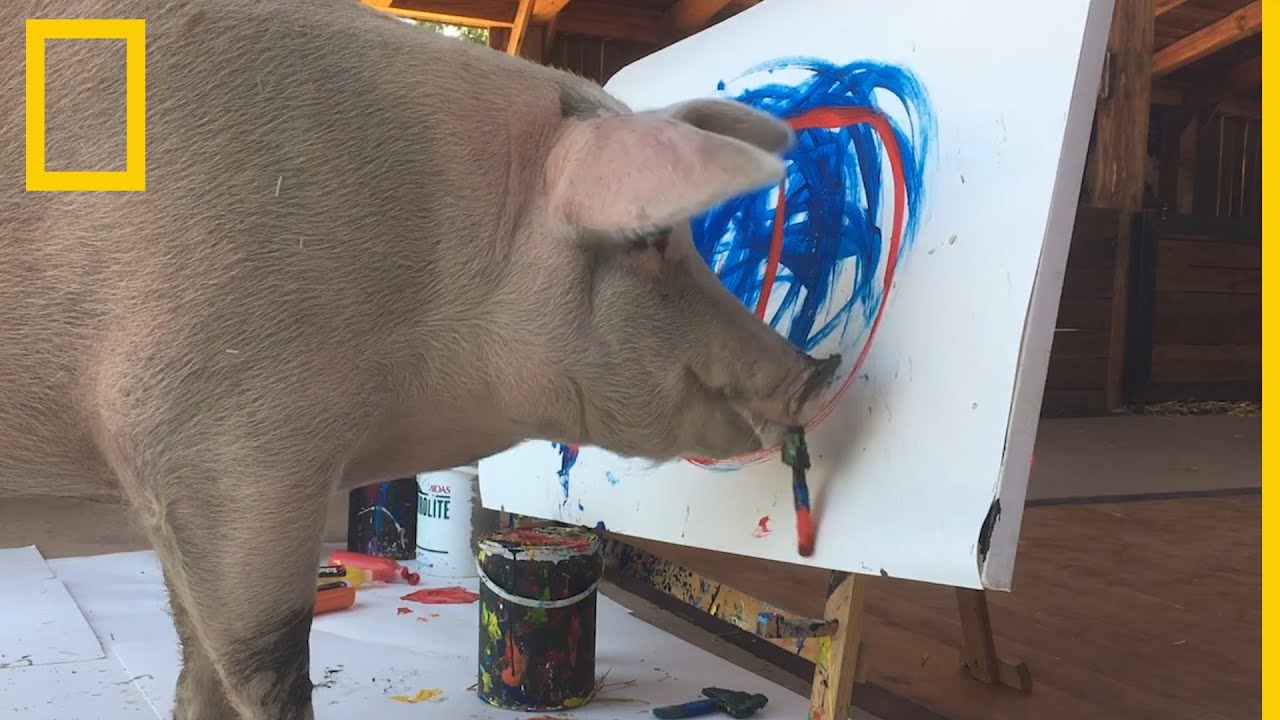 Conoce a Pigcasso, el cerdo pintor | National Geographic en Español