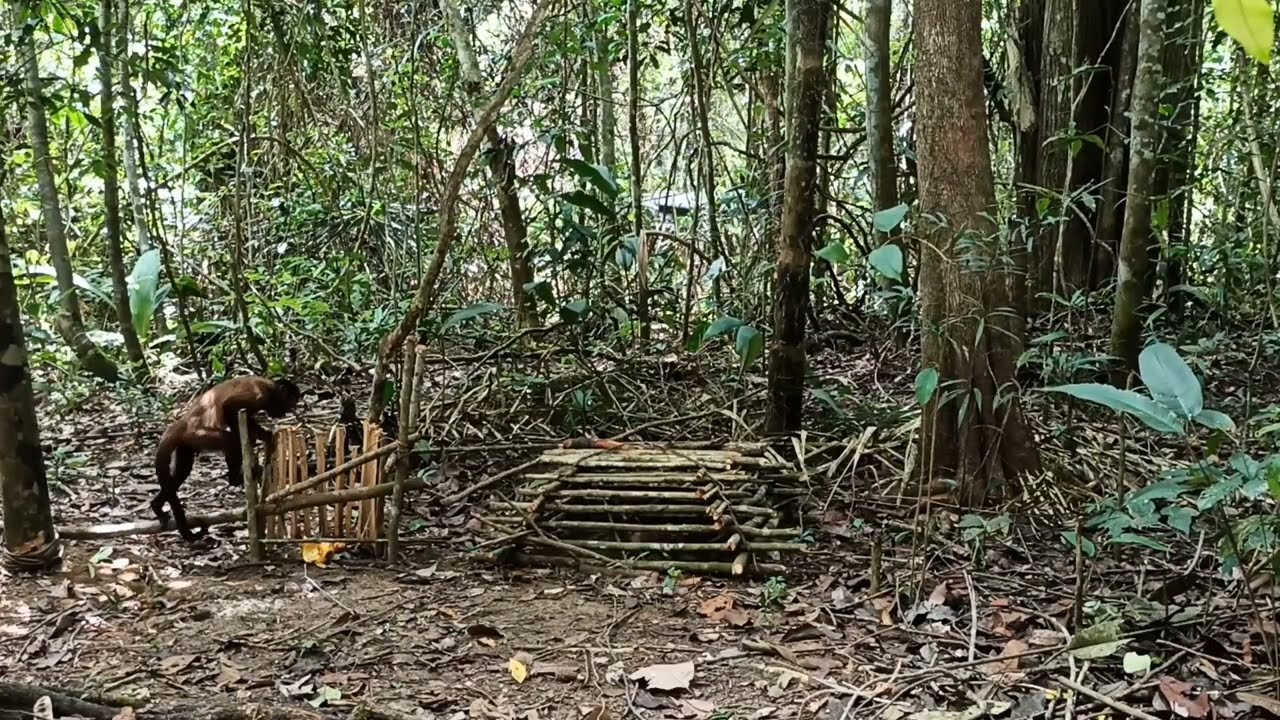 NA SELVA os PERIGOS vem de onde VOCÊ menos ESPERA.