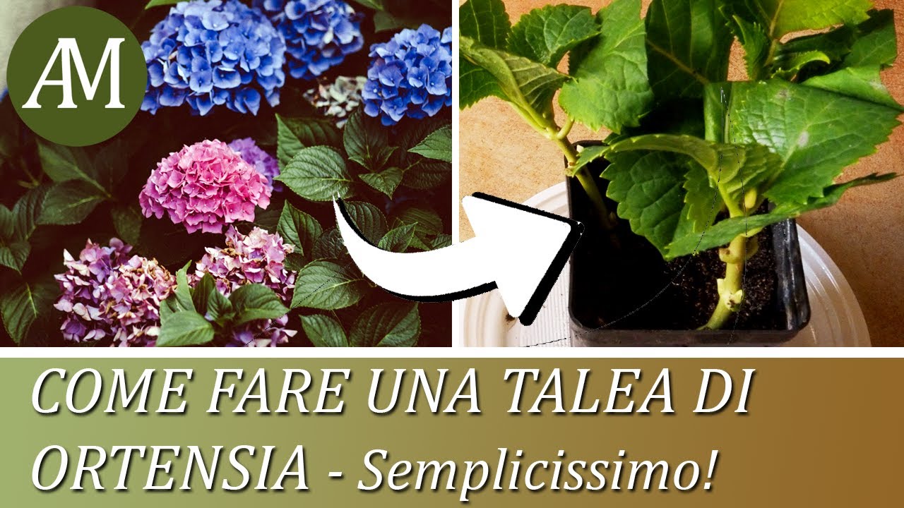 Come fare una talea di ortensia - Orto e giardino