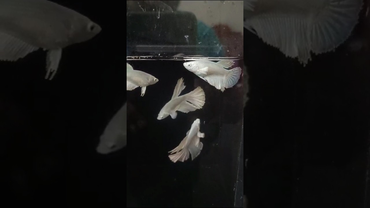 #bettafish #shorts #songs