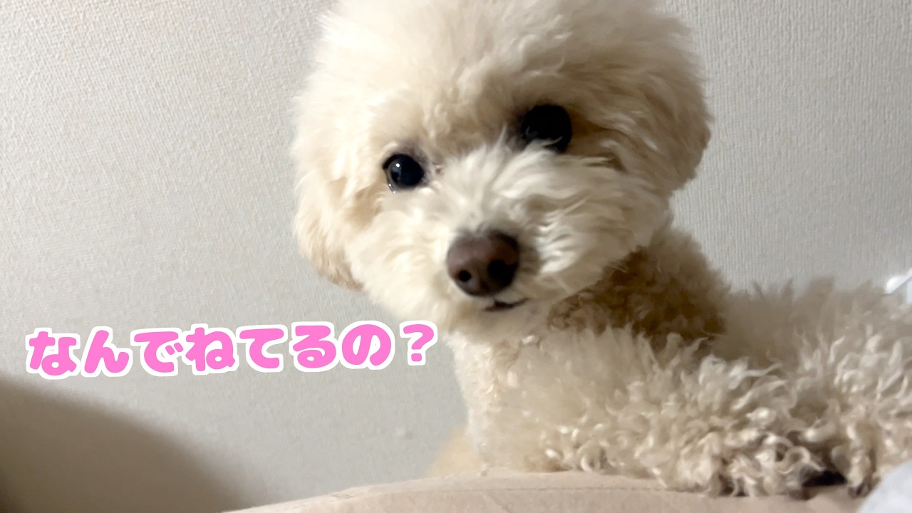 珍しくママが先に寝たら何度も挨拶に来る愛犬が可愛すぎた！【トイプードル】