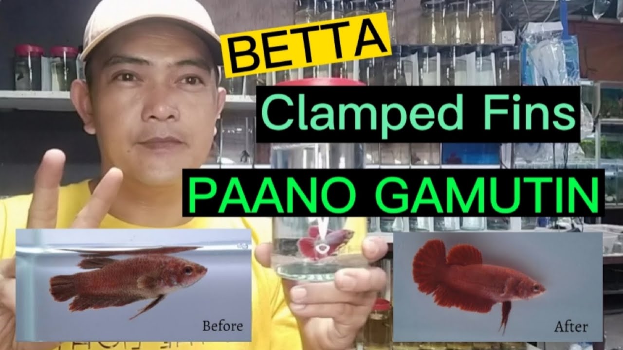 PAANO GAMUTIN ANG BETTA | BETTA FISH WITH CLAMPED FINS | HOW TO CURECLAMPED FINS | BETTA CARE GUIDE